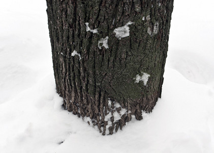 雪树下的树木季图片