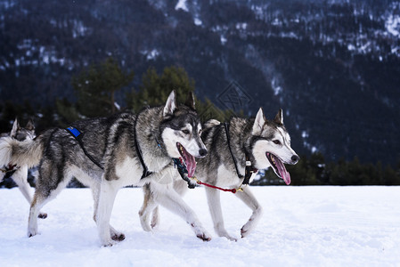 嬉戏的狗队在雪地里奔跑图片
