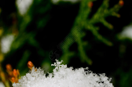 花园里绿色灌木中的精致雪晶图片