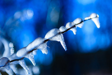 冬天背景冰冻的树枝神秘的背景图片