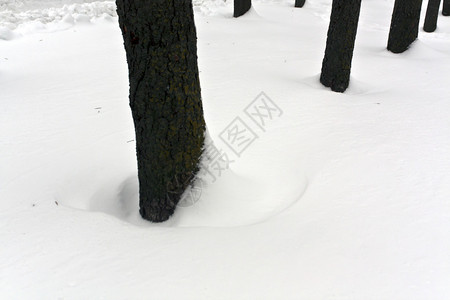 出游季雪中的树木季背景