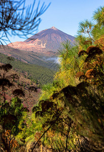 灌木丛外的泰德火山图片