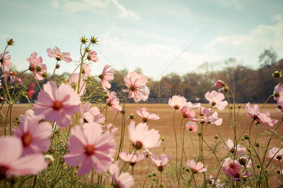 花园里的波斯菊花图片