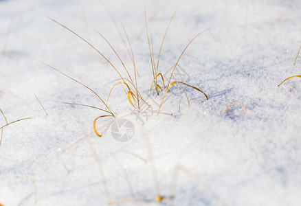 深冻水晶下的精良枯燥植物冬季宏Winter图片