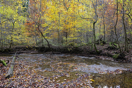 在巴伐利亚德国的MaisingerSchlucht上徒步旅行小河流背景图片