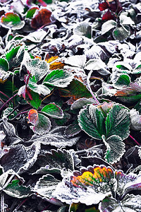 初冬草莓丛结霜图片