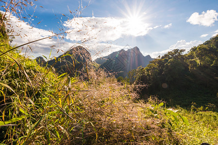 山中的夏日风景亚高山清道山上的绿色森林图片