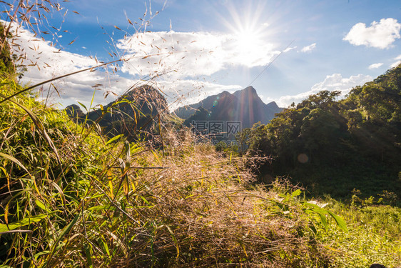 山中的夏日风景亚高山清道山上的绿色森林图片