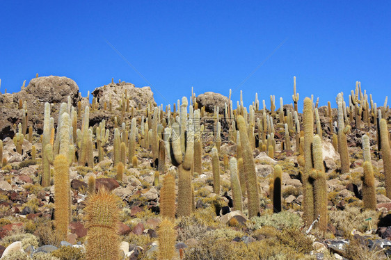 Incahuasi岛或Cactus岛居住着图片