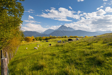 带绵羊和山岳的青绿新草原图片
