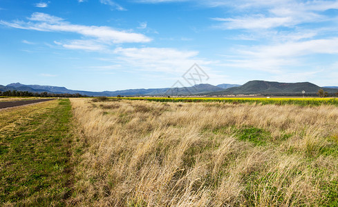 用于生产甘蓝油和黄油的明黄色花朵澳大利亚中新南背景图片