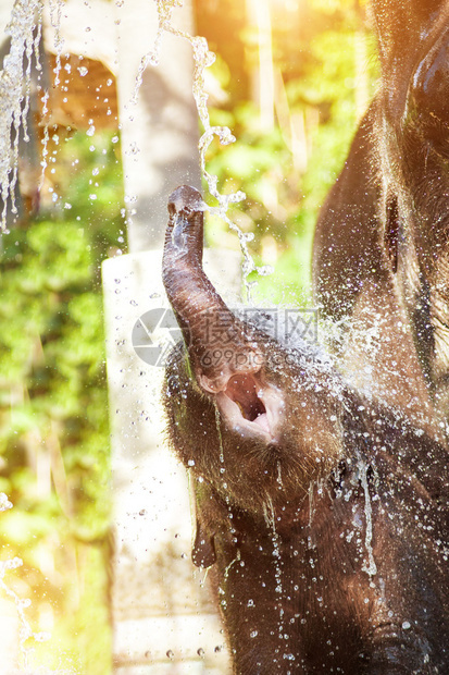快乐的小象正在河里洗澡图片