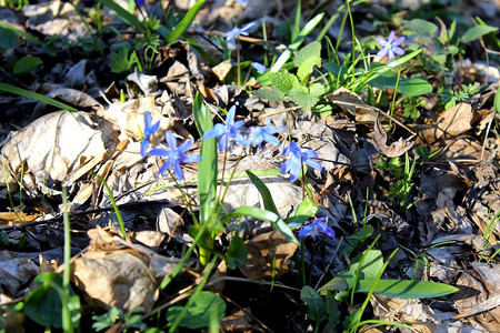 春天森林里的蓝色雪花莲图片