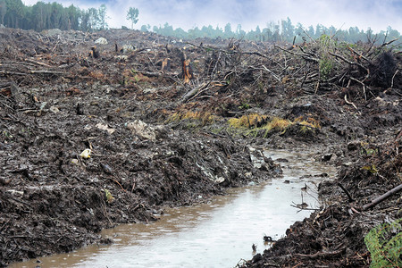 砍伐树木破坏我们的环境图片
