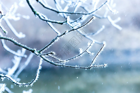 降雪下结霜的树枝图片