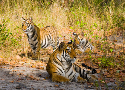Bandhavgarh公园位于其栖息地的图片