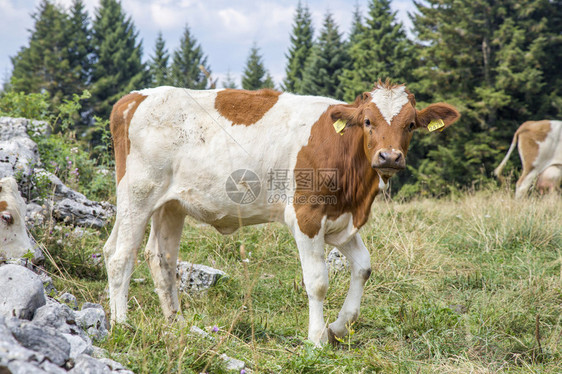 一只奶牛站在高山草地上图片