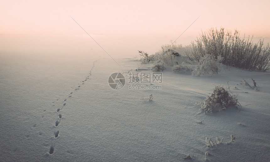 寒冷的清晨冬天下雪时留下的动物足迹图片