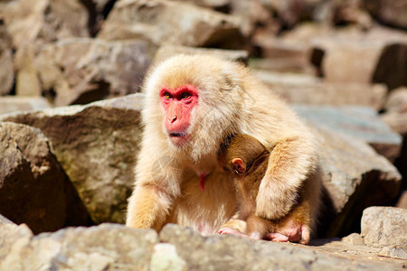著名的白猴子日本马卡克斯在日本长野的延森温泉里洗澡图片