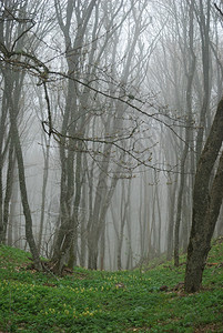 克里米亚的秋雾森林图片