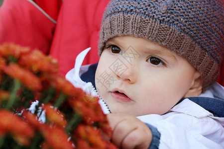 坐在婴儿车里的花朵户外肖像中穿着针织帽的怀着图片