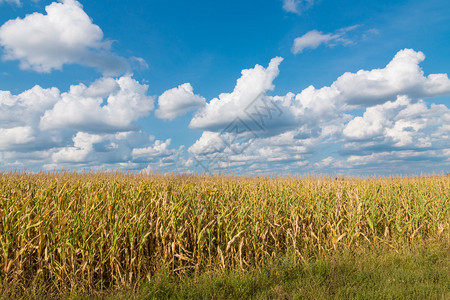 黄玉米田和夏末的蓝天图片
