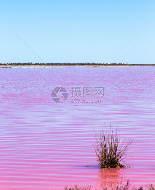 它是胡萝卜素的来源食用色素和维生素A的来源澳大利亚西部众多粉图片