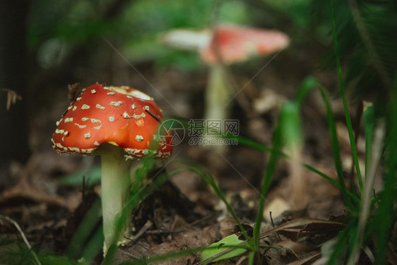 秋林草背景中美丽的天然红蘑菇图片