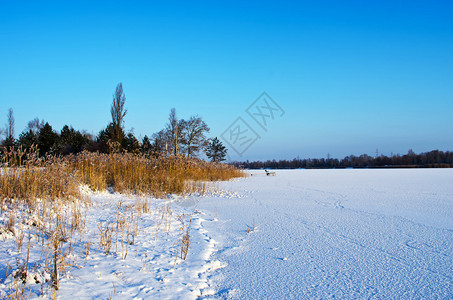 冬湖芦苇丛生的冰图片