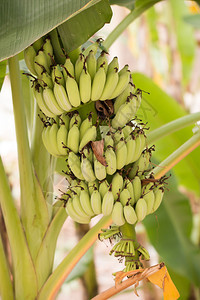 花园香蕉树上的Bnana和未图片