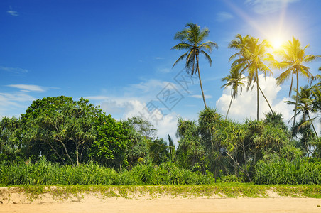 沙滩上的热带棕榈树图片