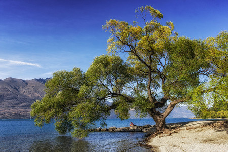 新西兰皇后镇瓦卡蒂普湖畔的一棵大树一个孤独的男在湖边休息图片