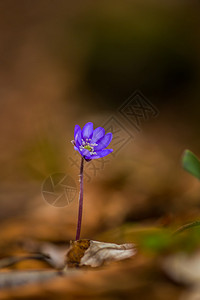 美丽的野生蓝宝石花的艺术模糊效应图片