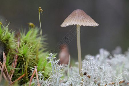 灰色帽子和绿色苔藓中长大的小鸊鷉图片