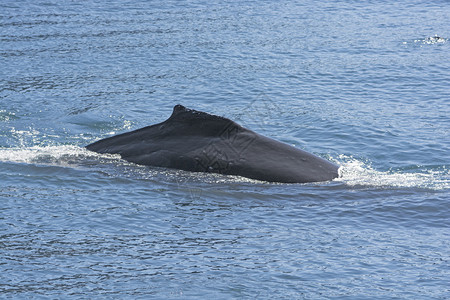 Humpaback鲸鱼在KenaiFjords公图片