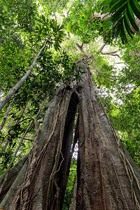 泰国KoKood岛森林中500年的巨大的B图片