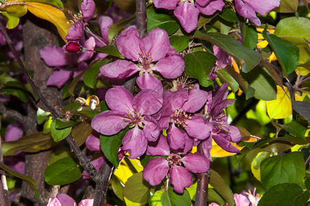苹果树粉红色的春天花朵图片