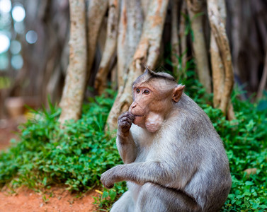 猕猴日记帽子猕猴是印度南部特有的猕猴它的分布受到印度洋猕猴的限制这些艺术是印度班加罗尔大榕树图片
