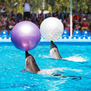 两只海豚在海豚馆玩球图片