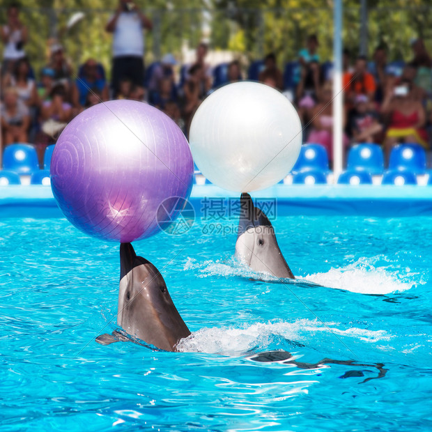 海豚体育直播篮球赛事全程高清在线观看无延迟精彩对决一网打尽