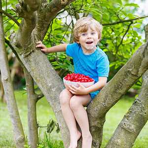 金发小男孩在温暖的夏日户外取摘樱桃玩得开心背景图片