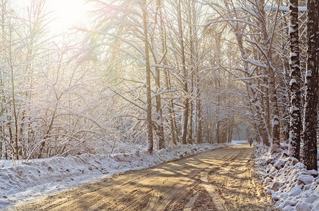 Birchwood的冬天日落白色树干和图片