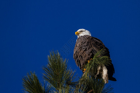 美洲成人秃鹰围在树枝上图片