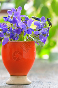 木本底的紫罗花Violaod图片