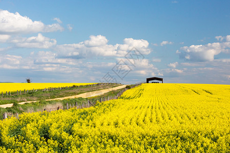 Canola田地在澳洲维多利亚金矿区Smeaton附近的阳背景图片