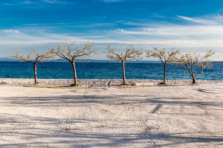 沿海线上五棵孤立的树马卡尔斯卡里维埃拉克图片