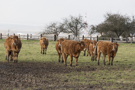 牧牛为肮脏牧场放图片