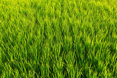 新鲜的绿草稻田图片