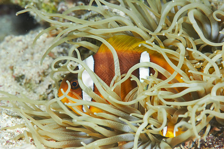 埃及红海的两带Anemone鱼Amphiprionbici图片