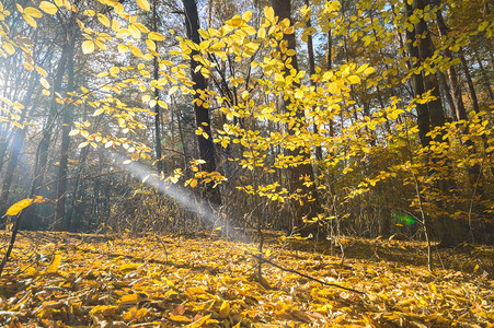 秋季森林中的阳光图片